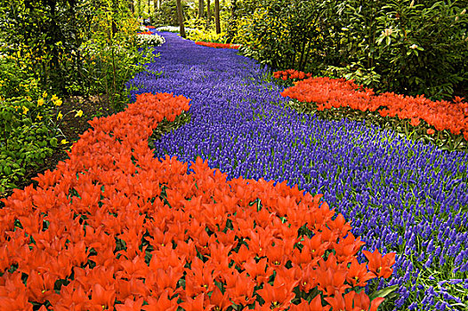 欧洲,荷兰,库肯霍夫花园,地毯,紫色,风信子