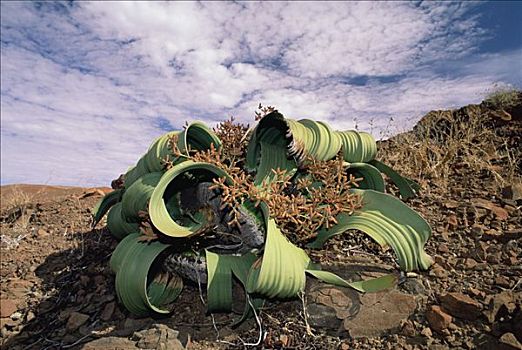 本土动植物,物种,纳米布沙漠,纳米比亚