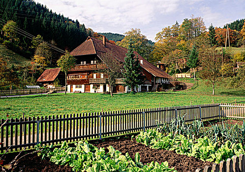 农场,屋舍,花园,靠近,黑色,树林,山,山脉,巴登符腾堡,德国,欧洲