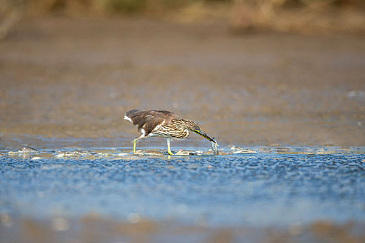 一只绿鹭鸟游荡巡逻在水塘岸边伏击猎物