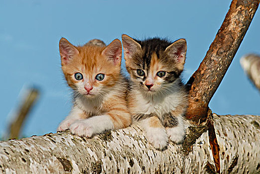 两个,生活,猫,小猫,攀登,桦树,原木