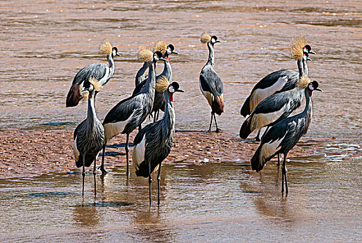 肯尼亚,萨布鲁国家公园,成群,魅力,灰色,冠,鹤,浅,水,河