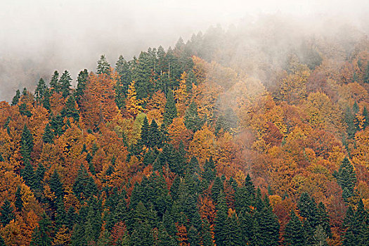 秋日树林,喀尔巴阡山脉地区,欧洲