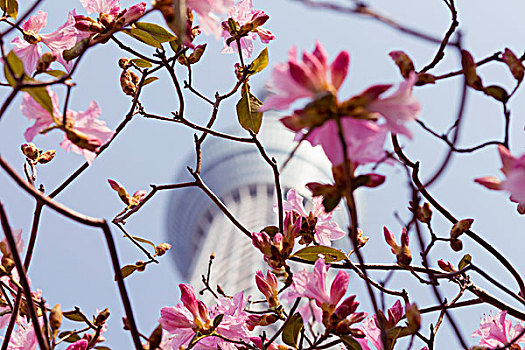 仰视,樱花,枝条,东京