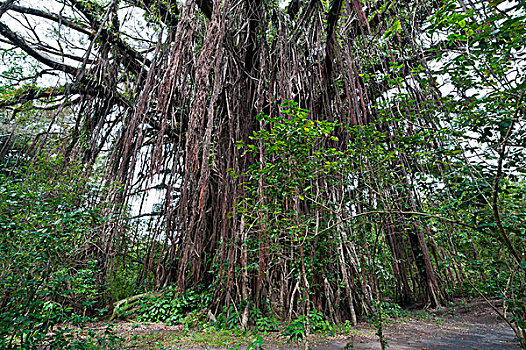 巨大,菩提树,岛屿,瓦努阿图,南太平洋