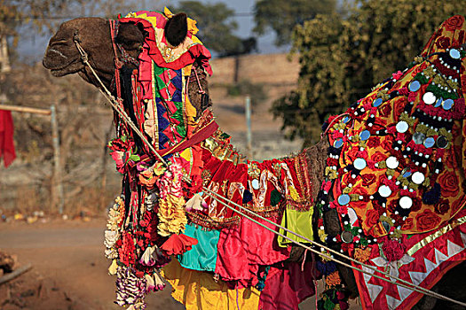 印度,拉贾斯坦邦,骆驼