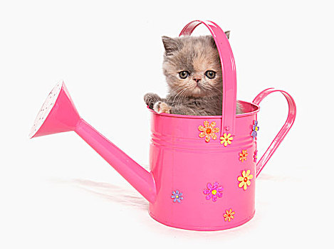 家猫,异域风情,小猫,坐,粉色,洒水壶