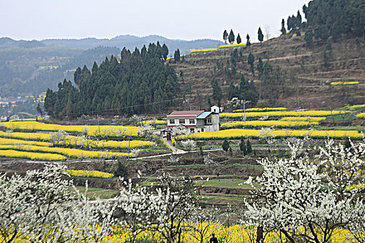 油菜花田