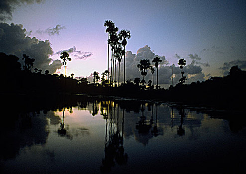 圭亚那,棕榈树,水,日落