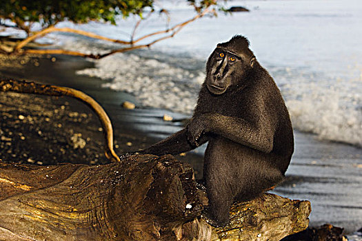 黑色,短尾猿,弥猴属,强势,坐在树上,树桩,海滩,苏拉威西岛,印度尼西亚