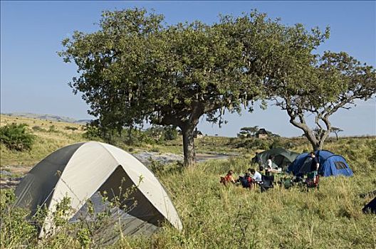 肯尼亚,马赛马拉国家保护区,露营