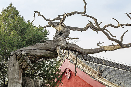 中国山东泰安岱庙里的古柏树