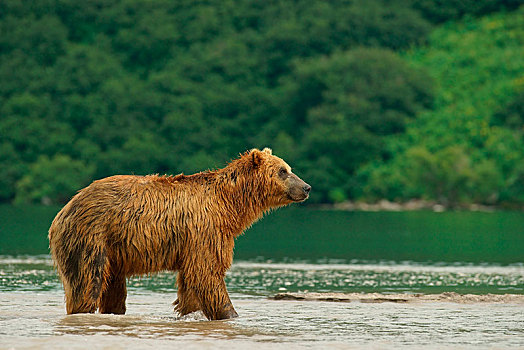 棕熊,湖,堪察加半岛,俄罗斯,欧洲
