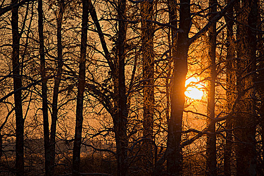 树,剪影,冬天,日出