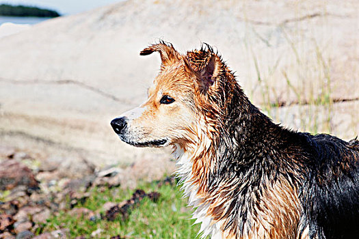 狗,湿,毛皮