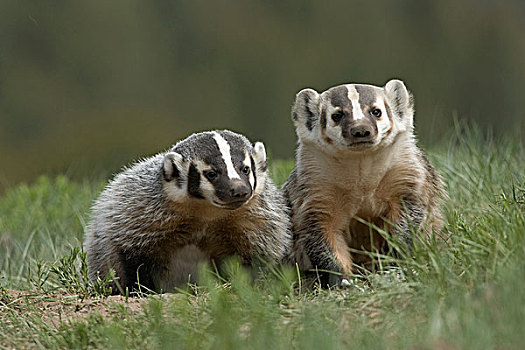 美洲獾,母亲,右边,幼兽