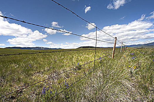 刺铁丝网,土地,蒙大拿,美国