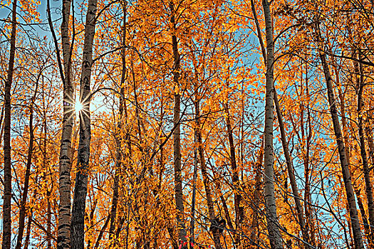 阳光乍现,秋天,树