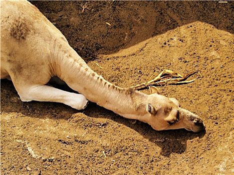 骆驼,内庭,博物馆,兰索罗特岛