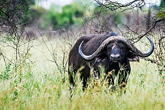 南非水牛,非洲水牛,克鲁格国家公园,南非