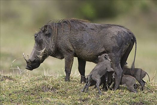 疣猪,母兽,幼兽,小猪,哺乳,马赛马拉,肯尼亚