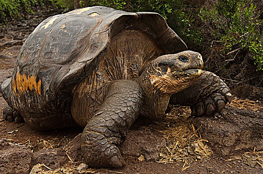 加拉帕戈斯巨龟,加拉帕戈斯象龟,波多黎各,圣克鲁斯岛,加拉帕戈斯群岛,厄瓜多尔