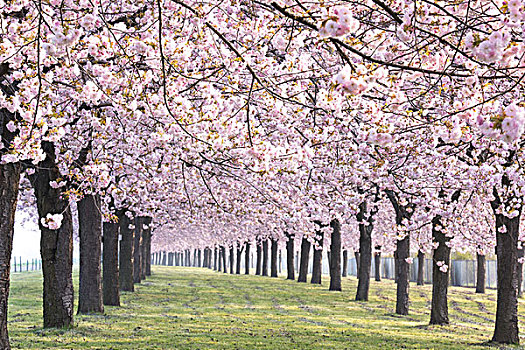 河岸,樱桃树