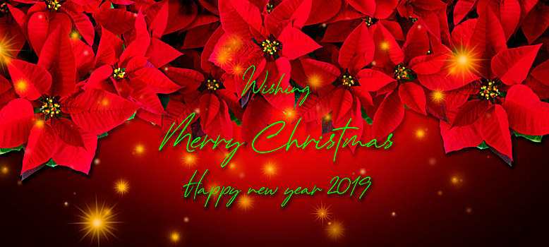 圣诞红,圣诞节,植物,大红,花,一品红,圣诞花,红色花卉,火红色,新年,圣诞,背景,装饰,设计,复古,符号,华丽,颜色,饰品,节假,发光,传统,卡片,假日,礼品,愉快,快活,庆祝,欢,庆贺,问候