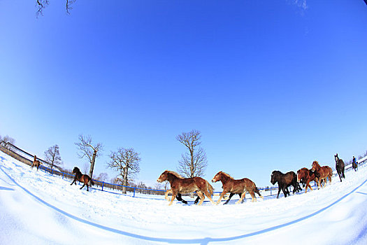 超重,马,跑,雪中,地点
