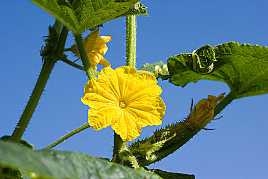 花,腌食小黄瓜,泡菜,黄瓜,菜园,诺曼底