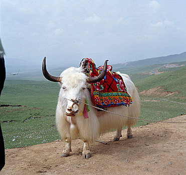 青海日月山上的白牦牛