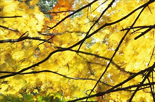 秋天,色彩,枫树,阿尔冈金,国家公园,安大略省,加拿大