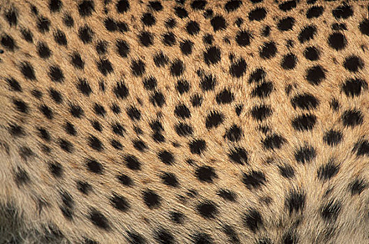 非洲,肯尼亚,马塞马拉野生动物保护区,特写,成年,女性,印度豹,猎豹