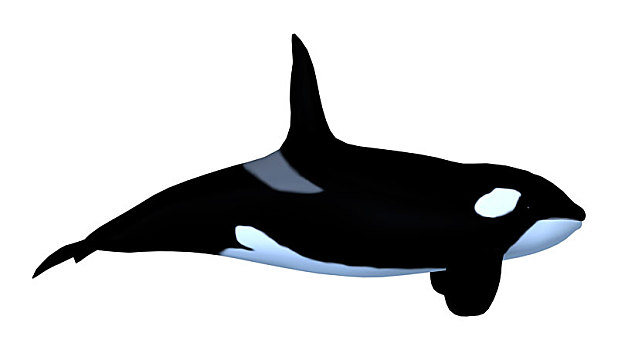 逆戟鲸,白色背景