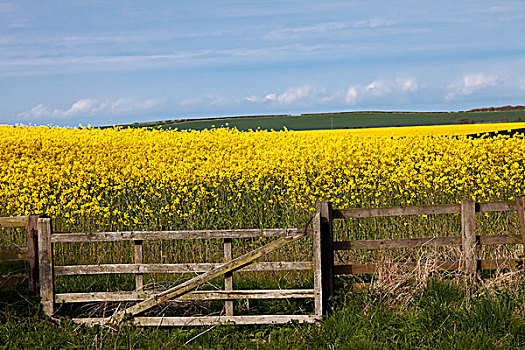 黄色,地点,诺森伯兰郡,英格兰