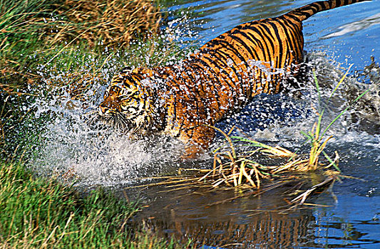 苏门答腊虎,成年,跑,水