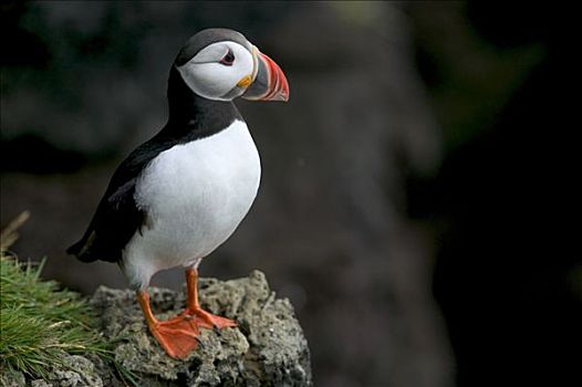 大西洋角嘴海雀,北极,栖息,岛屿,冰岛