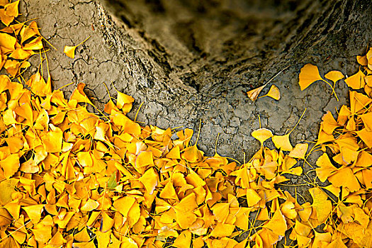 秋天落满黄色银杏叶