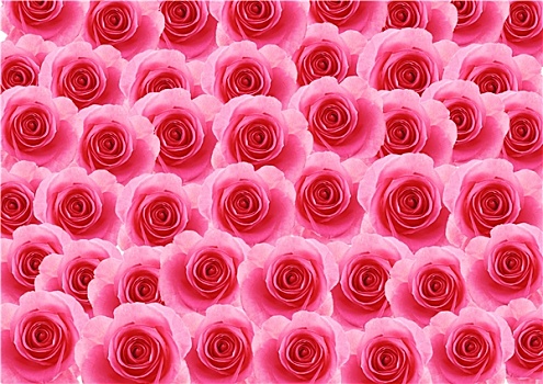 花,粉红玫瑰,质地,背景