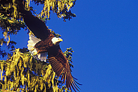 白头鹰,飞行,靠近,温哥华岛,不列颠哥伦比亚省,加拿大