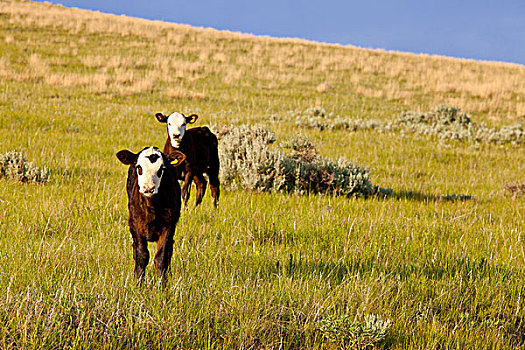 牛肉,幼兽,草地,靠近,蒙大拿,美国