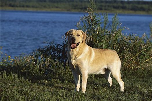 黄色拉布拉多犬,狗,女性,站立,湖岸