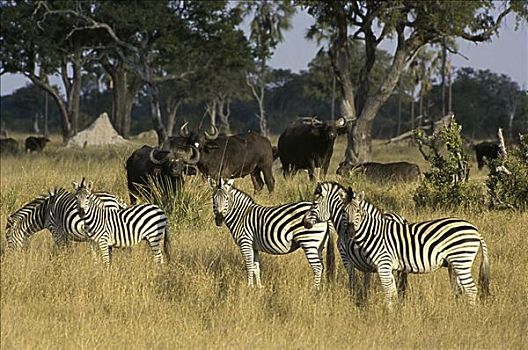 斑马,非洲,水牛,万基国家公园,津巴布韦