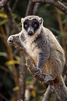 獴美狐猴,成年,雄性,马达加斯加,非洲