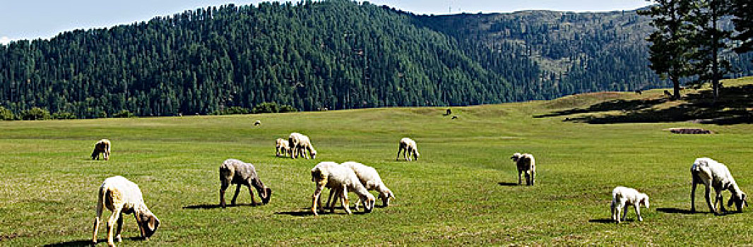 牧群,绵羊,放牧,草地,查谟-克什米尔邦,印度