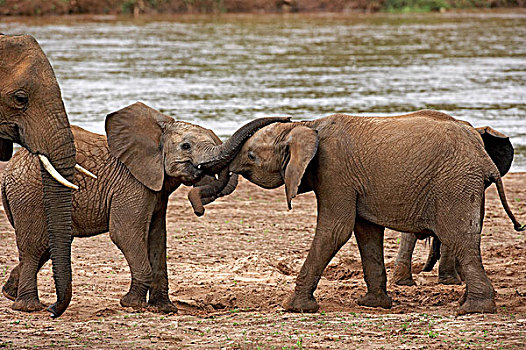 非洲象,玩,靠近,河,公园,肯尼亚