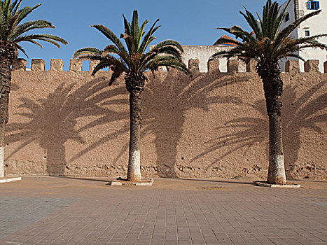 棕榈树,正面,城市,墙壁