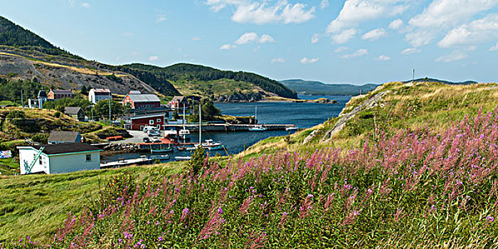 渔村,海岸线,纽芬兰,拉布拉多犬,加拿大