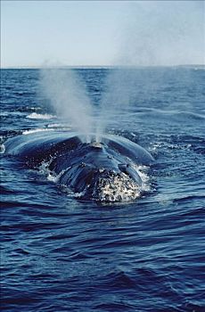 南露脊鲸,喷涌,瓦尔德斯半岛,阿根廷