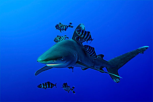 远洋白鰭鯊,长鳍真鲨,兄弟群岛,埃及,红海,水下